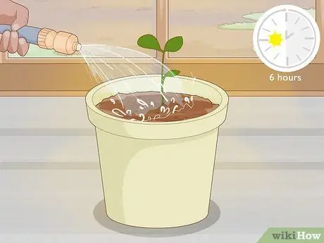 Растение Calamansi Шаг 7 Растение Calamansi Шаг 7