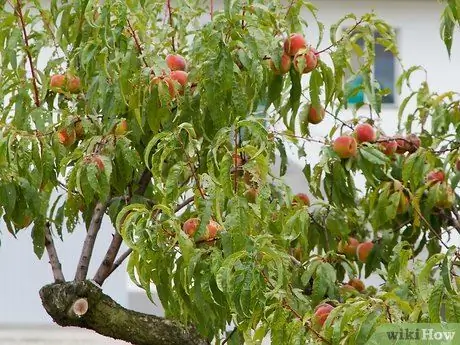 Купить фруктовые деревья Шаг 3 Купить фруктовые деревья Шаг 3