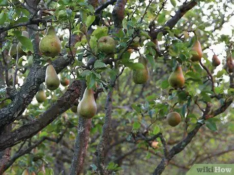 Купить фруктовые деревья Шаг 8 Купить фруктовые деревья Шаг 8
