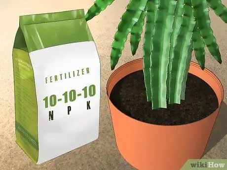 Удобрение плодом дракона, шаг 1 Удобрение плодом дракона, шаг 1