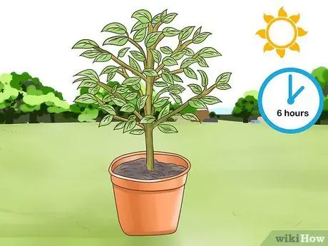Выращивание кумквата Шаг 11 Выращивание кумквата Шаг 11