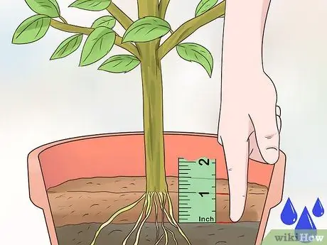 Выращивание кумквата Шаг 13 Выращивание кумквата Шаг 13