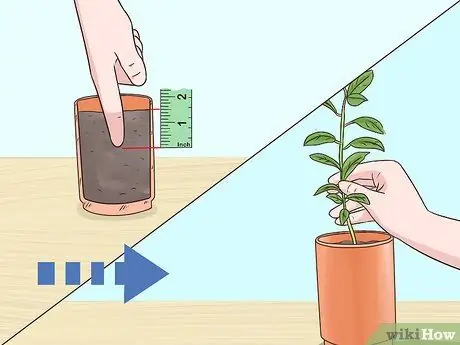 Выращивание кумквата Шаг 9 Выращивание кумквата Шаг 9