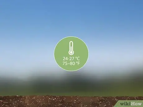 Посадить горькую дыню Шаг 1 Посадить горькую дыню Шаг 1