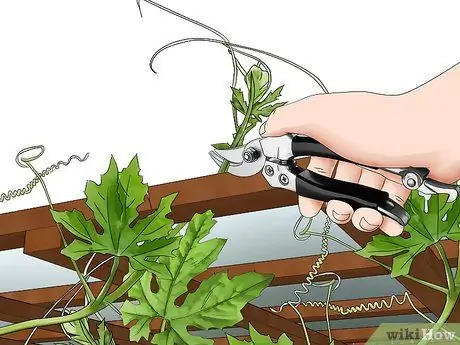 Посадить горькую дыню Шаг 13 Посадить горькую дыню Шаг 13