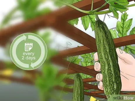 Посадить горькую дыню Шаг 16 Посадить горькую дыню Шаг 16
