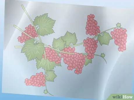 Размножение виноградной лозы из магазинных сортов винограда Шаг 1 Размножение виноградной лозы из магазинных сортов винограда Шаг 1