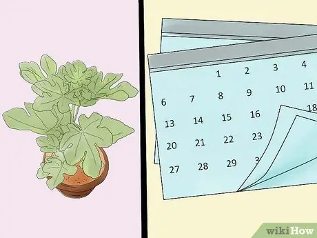 Выращивание инжира, шаг 2 Выращивание инжира, шаг 2