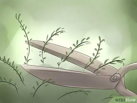 Выращивание клюквы Шаг 10 Выращивание клюквы Шаг 10