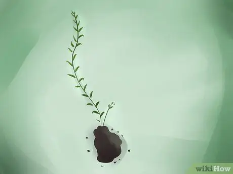 Выращивание клюквы, шаг 2 Выращивание клюквы, шаг 2