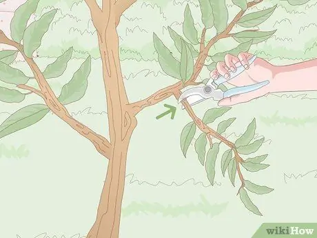 Подрезать нектариновые деревья Шаг 10 Подрезать нектариновые деревья Шаг 10