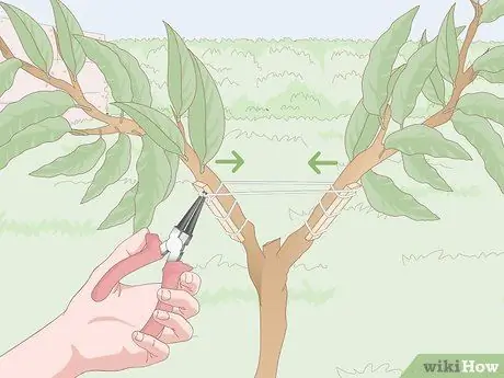 Подрезать нектариновые деревья Шаг 4 Подрезать нектариновые деревья Шаг 4