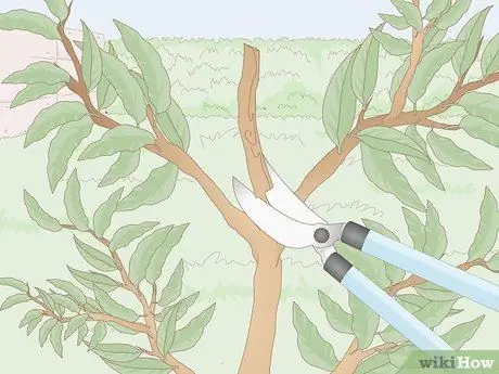 Подрезать нектариновые деревья Шаг 6 Подрезать нектариновые деревья Шаг 6