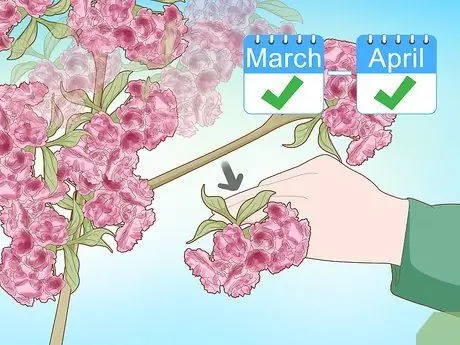 Как предотвратить плодоношение вишневого дерева Шаг 4 Как предотвратить плодоношение вишневого дерева Шаг 4