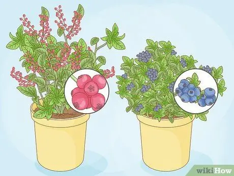 Удобрение черники, шаг 2 Удобрение черники, шаг 2