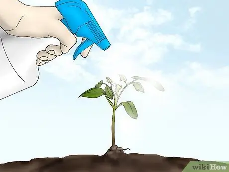 Выращивание айвы Шаг 10 Выращивание айвы Шаг 10
