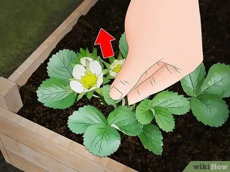 Посадка клубники с голыми корнями Шаг 12 Посадка клубники с голыми корнями Шаг 12