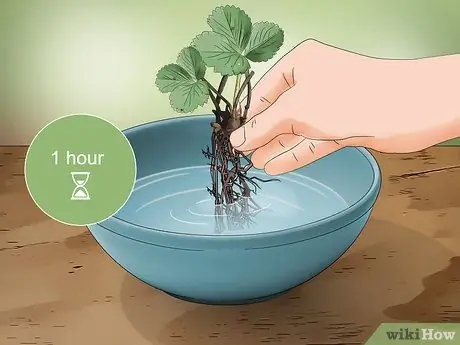 Посадка клубники с голыми корнями Шаг 4 Посадка клубники с голыми корнями Шаг 4