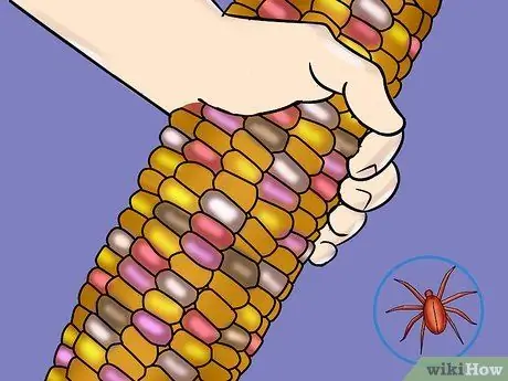 Выращивание и сбор кукурузы Glass Gem Step 11 Выращивание и сбор кукурузы Glass Gem Step 11