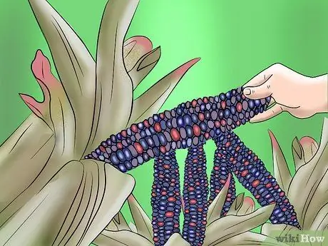 Выращивание и сбор кукурузы Glass Gem Step 12 Выращивание и сбор кукурузы Glass Gem Step 12