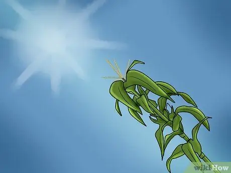 Выращивание и сбор кукурузы Glass Gem Step 2 Выращивание и сбор кукурузы Glass Gem Step 2