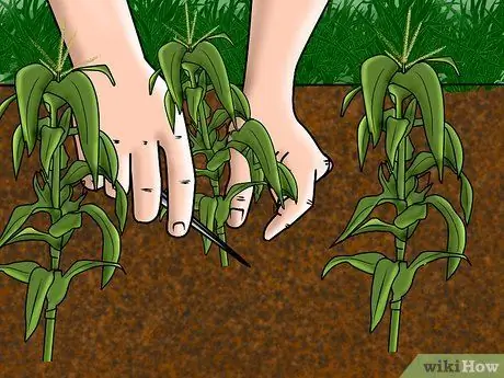 Выращивайте и собирайте кукурузу Glass Gem Step 5 Выращивайте и собирайте кукурузу Glass Gem Step 5