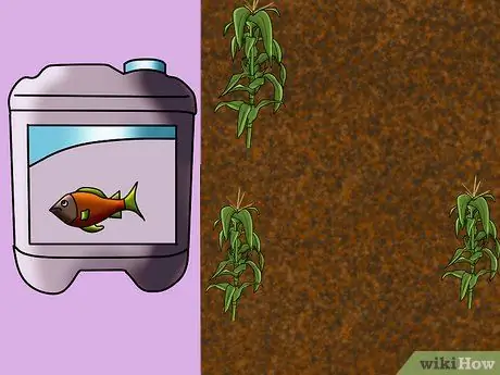 Выращивание и сбор кукурузы Glass Gem Step 8 Выращивание и сбор кукурузы Glass Gem Step 8