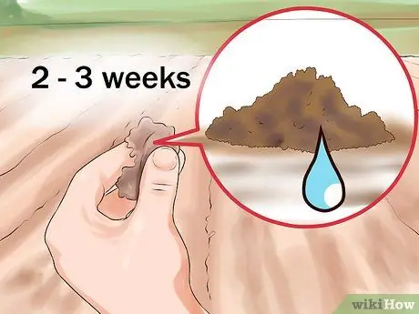 Выращивание кукурузы Silver Queen Step 4 Выращивание кукурузы Silver Queen Step 4