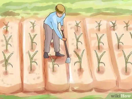 Выращивание кукурузы Silver Queen Step 6 Выращивание кукурузы Silver Queen Step 6