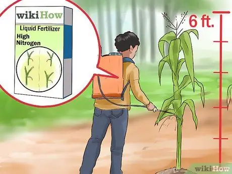 Выращивание кукурузы Silver Queen Step 7 Выращивание кукурузы Silver Queen Step 7