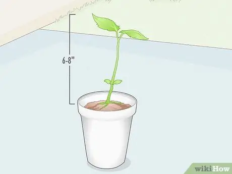 Выращивание диких сонорских хилтепинов, шаг 3