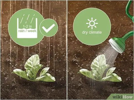 Выращивание капусты Напа Шаг 11