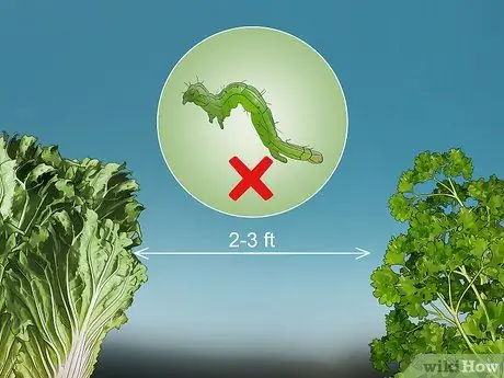 Выращивание капусты Напа Шаг 12