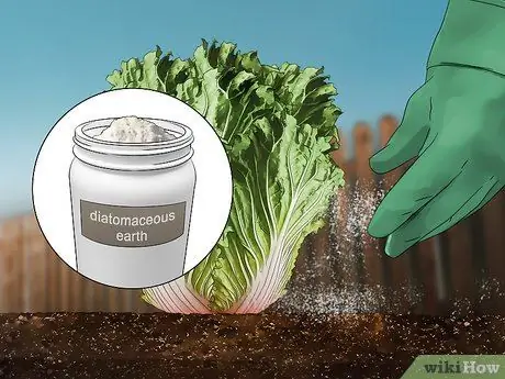 Выращивание капусты Напа Шаг 13