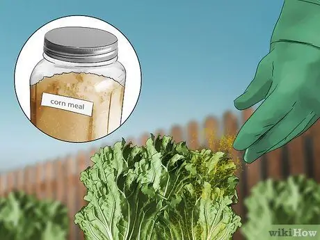 Выращивание капусты Напа Шаг 14