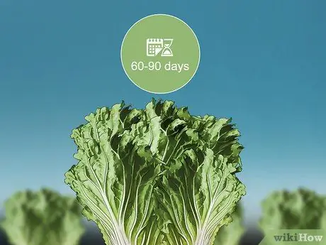 Выращивание капусты Напа Шаг 16