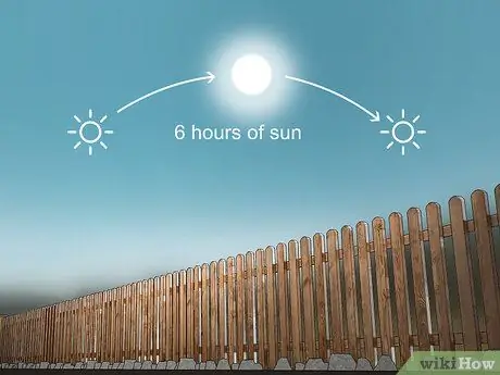 Выращивание капусты Напа, шаг 2