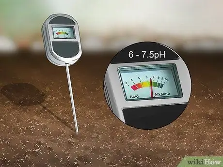 Выращивание капусты Напа, шаг 3