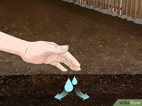 Выращивание капусты Напа Шаг 5