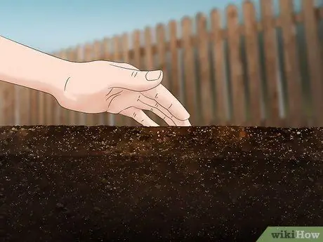 Выращивание капусты Напа Шаг 8