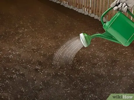 Выращивание капусты Напа Шаг 9