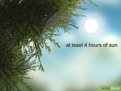 Выращивайте эндивий, шаг 1