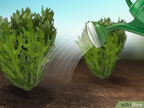 Выращивайте эндивий, шаг 12