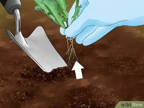 Выращивайте эндивий, шаг 2