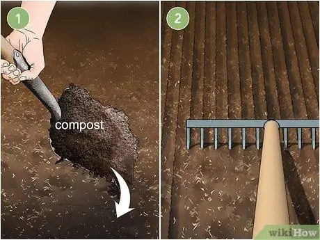 Выращивайте эндивий, шаг 3