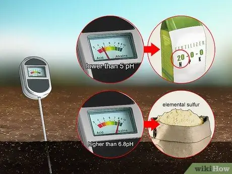 Выращивайте эндивий, шаг 4