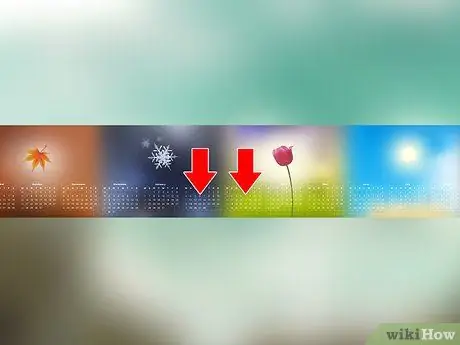 Выращивайте эндивий, шаг 5