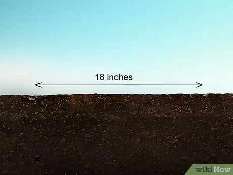 Выращивайте эндивий, шаг 6