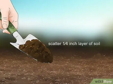 Расти эндивий Шаг 7