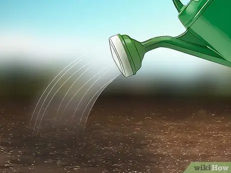 Расти эндивий Шаг 8